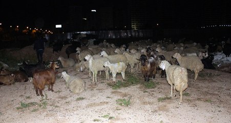 Çoban Uyuya Kaldı, Adana'yı Koyunlar Bastı