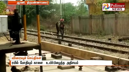 ஜல்லிக்கட்டுக்காளை, ரயில் மோதியதில் நூலிழையில் உயிர்தப்பிய காட்சிகள்..!