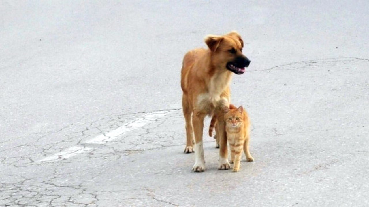 Kedi ve Köpeğin Dostluğu, Görenleri Şaşırtıyor