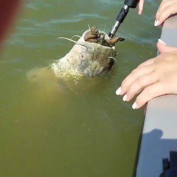 Il sauve un poisson-chat qui s’étouffe avec une grosse tortue coincée dans sa gueule