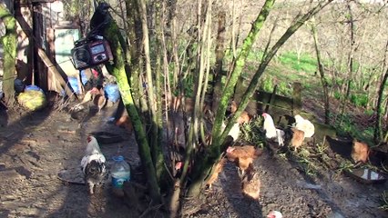 Tavuklarının güvenliğini müzikle sağlıyor - ZONGULDAK