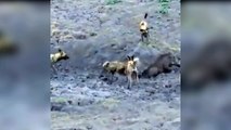 wild dogs vs warthog - hyena attack wild dog | wild animal fight