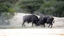Buffalo Vs Buffalo Fight
