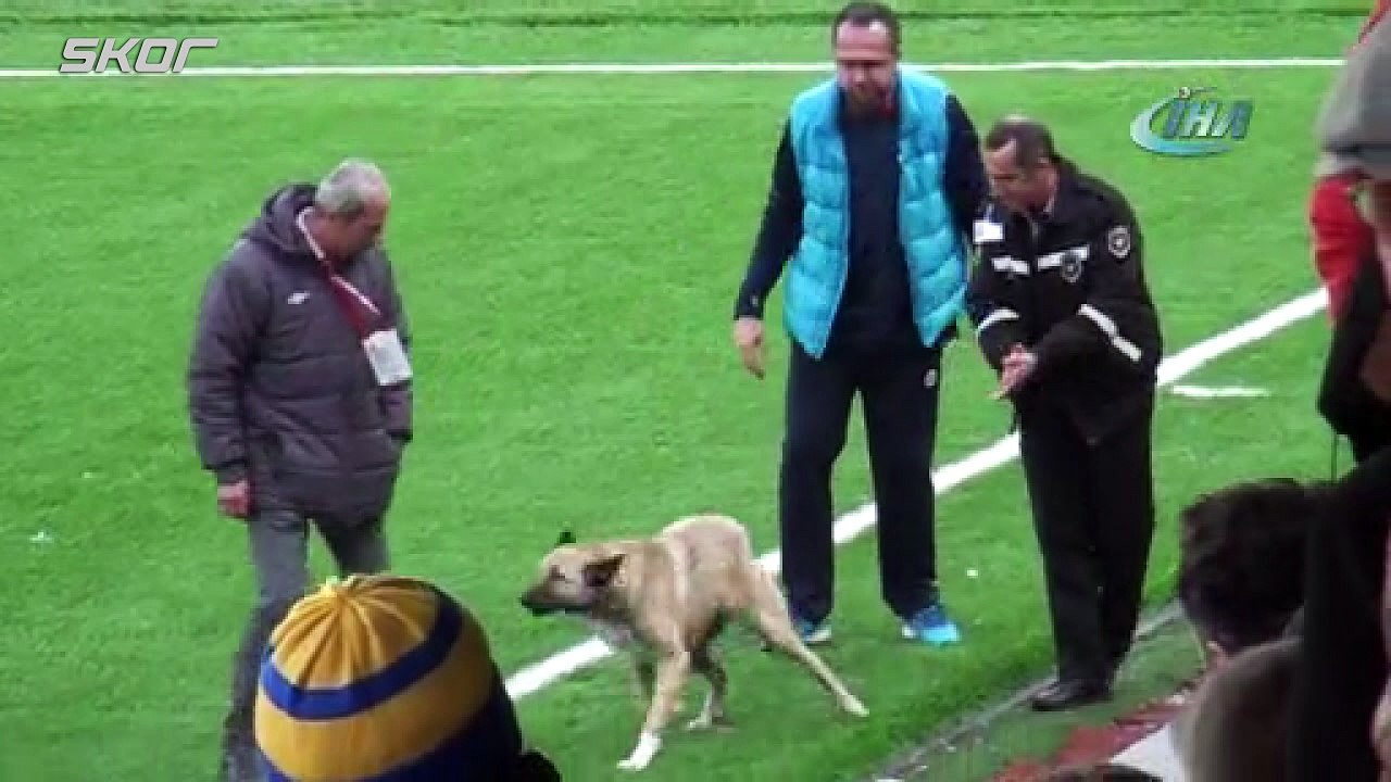 Sahaya giren köpeği çıkartmak kolay olmadı