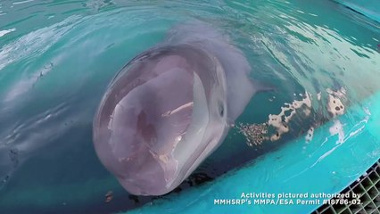 Baby rescued whale laps up his new SeaWorld home