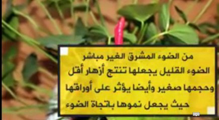 نبات الانتوريم من اجمل نباتات الظل الداخلية المزهرة-Anthurium