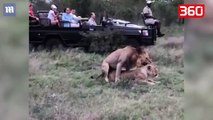 Turistët kapin luanët duke kryer marrëdhënie, reagimi i luaneshës pasi mbarojnë i lë të gjithë pa fjalë (360video)