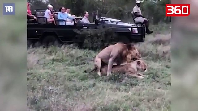Turistët kapin luanët duke kryer marrëdhënie, reagimi i luaneshës pasi mbarojnë i lë të gjithë pa fjalë (360video)