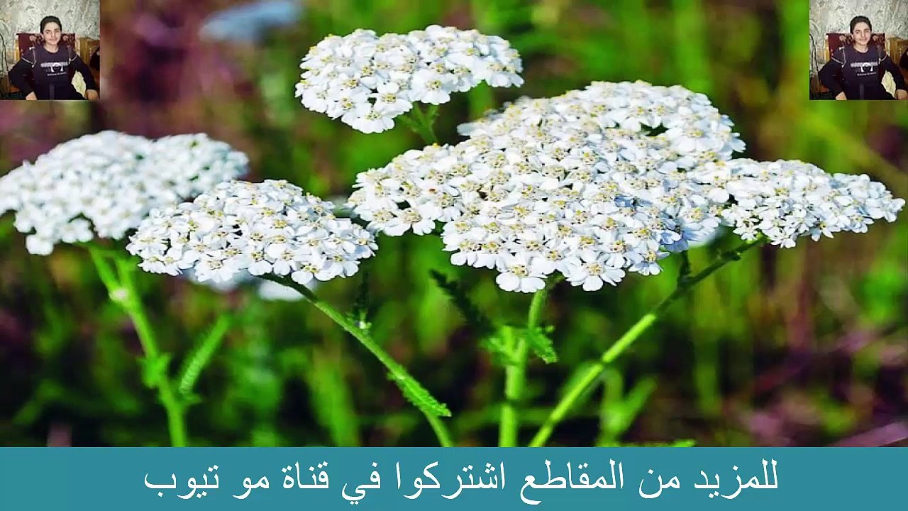 فوائد الاخلية ذات الالف ورقة الغريبة العجيبة المذهلة التي لن و لم تسمع عنها من قبل طرائف و غرائب