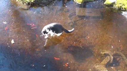 Chat vs Poissons sous la glace