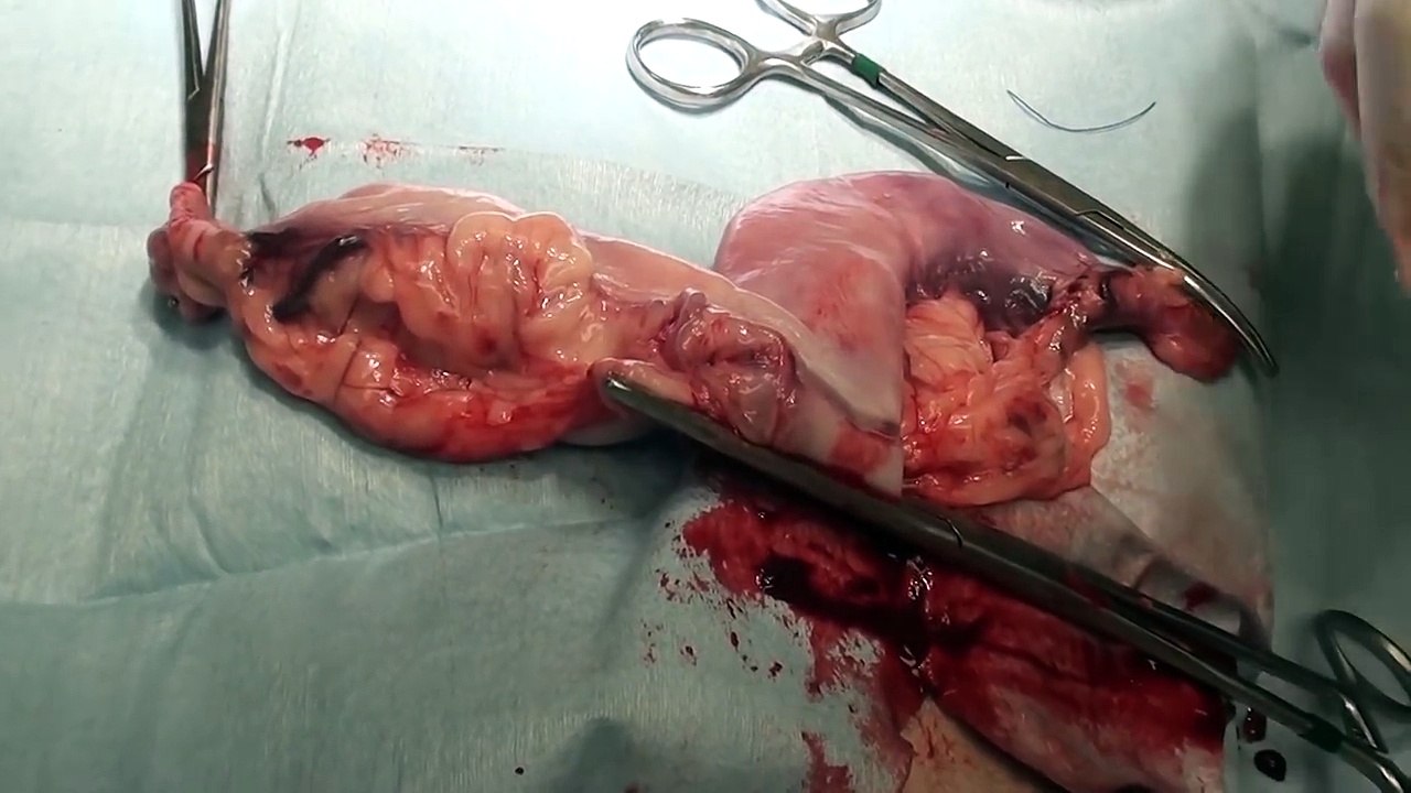 CUTE PUPPY OVERLOAD!