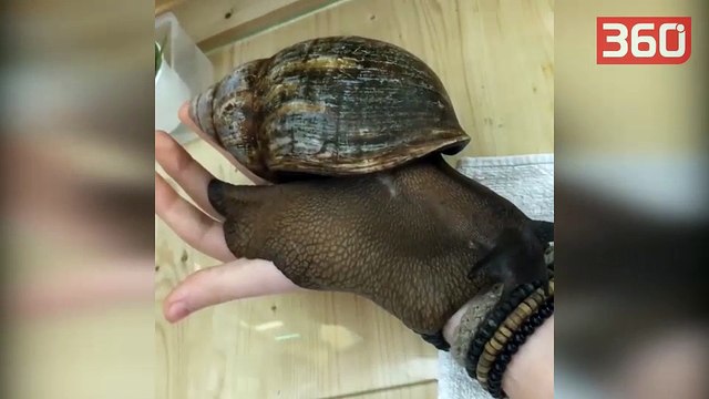 Njihuni me kërmillin më të madh në botë, përmasat e tij janë sa një...(360video)