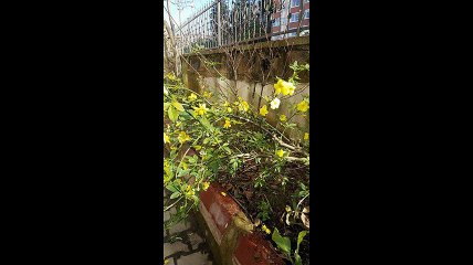 Vakfıkebir Esentepe Köyü