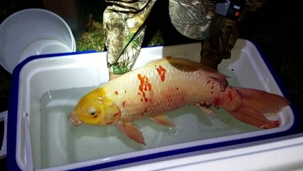 CATCHING WILD KOI! GIANT GOLD-FISH!