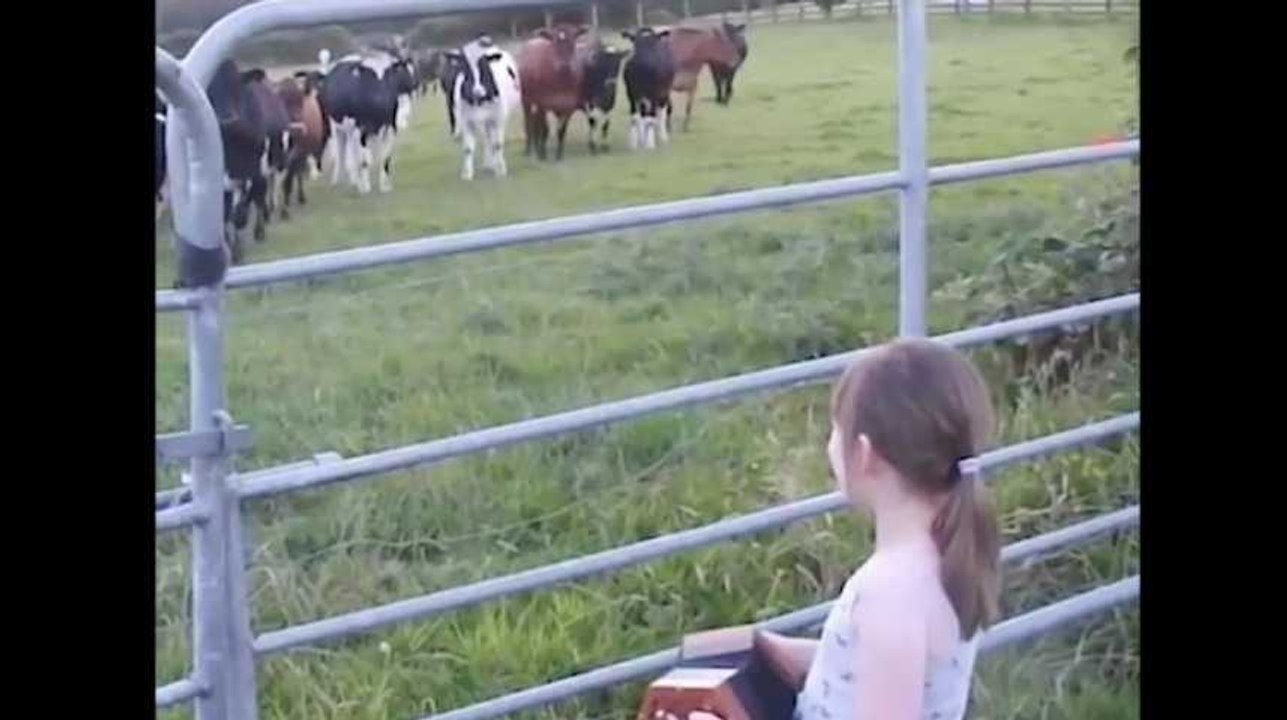 Cette fillette ne soupçonnait pas le pouvoir de son accordéon sur les vaches