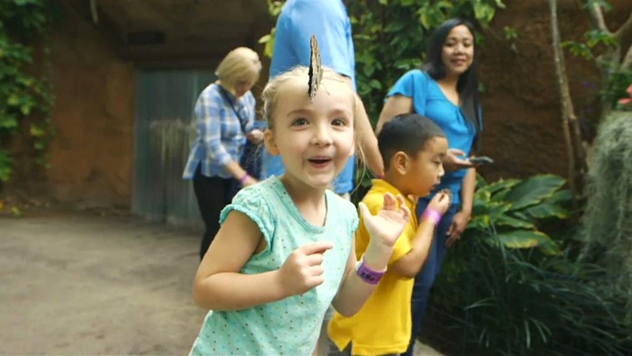 Schmetterlings-Dschungel in San Diego