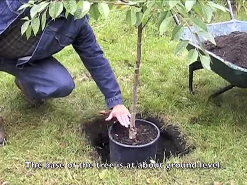 Planting a Cherry Tree