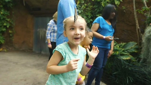 Le battement d'ailes d'un papillon...