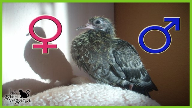 CÓMO SEXAR PICHONES GRANDES DE PALOMA | DISTINGUIR SI ES HEMBRA O MACHO | AVE COLUMBA LIVIA