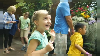 Miles de mariposas en el Zoo de San Diego, en California