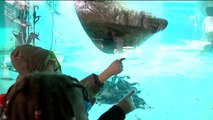 Seal at Milwaukee County Zoo Plays Games, Makes Friends with Visitors