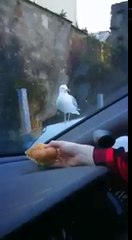 Cette mouette veut manger à travers le pare-brise de la voiture !