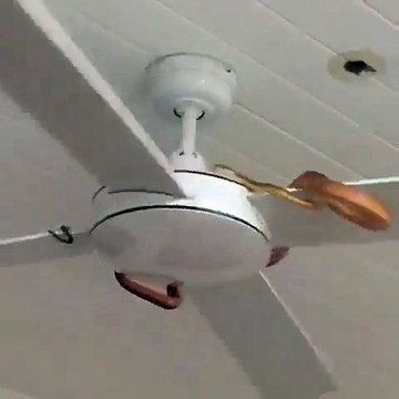 Serpent sur le ventilateur au plafond... l'horreur !