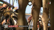 Restos du Cœur : un éleveur offre 3 000 litres de lait