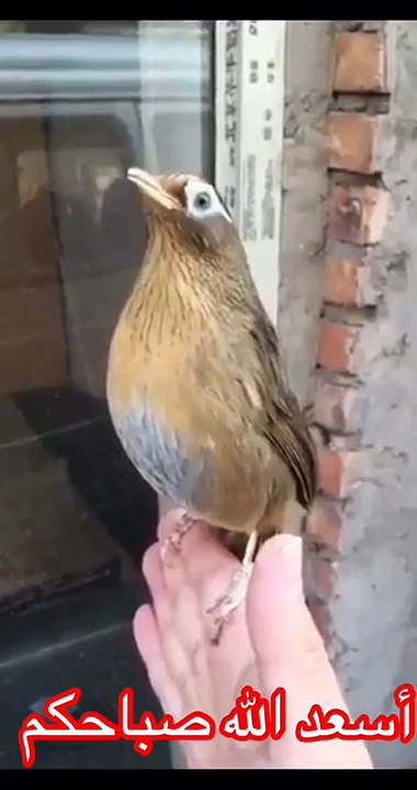 أسعد الله صباحكم