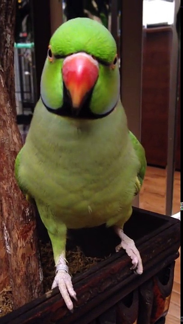 Coco the Talking Indian Ringneck Parakeet (Parrot) Talking, Kissing and being Cute