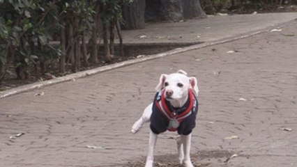 WeDogs!, nueva aplicación mexicana para mascotas