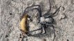 Cette araignée des sables sort de sous le sable pour manger... Joli camouflage