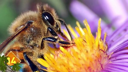 17 Weird Scary Insects