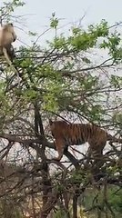 el juego de la muerte-the game of death-ゲームの死-le jeu de la mort