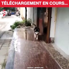 Quand ton chien est en panne de réseau via Newsflare