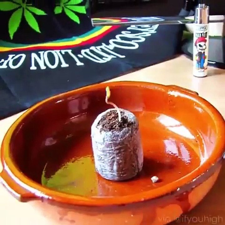 Une plante pousse en Time Lapse