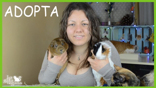 COBAYAS: ¿PUEDEN VIVIR SOLAS O DEBEN VIVIR EN COMPAÑÍA? | VIDA SOCIAL DE LAS COBAYAS