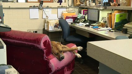 Illinois Shelter Turns to Social Media to Make Sure Their Animals are Comfortable in Their Cages