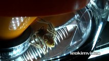 Big Spider Nerf Gun Attack Dyson DC39 Vacuum Capture Kids Re Slowmo Study