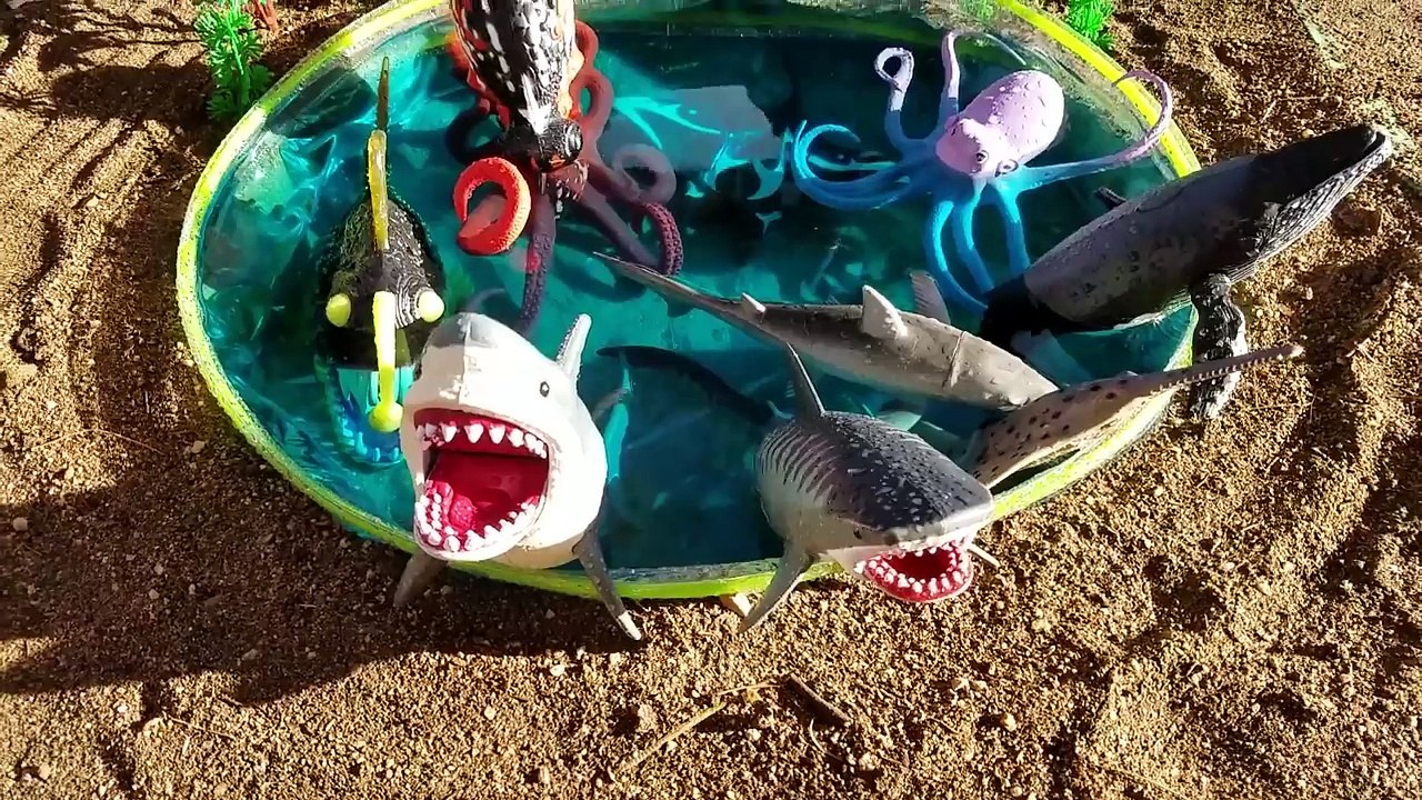 Kids Children Toddler Video Shark Toys Learn Learning Names of Sea Animals Slide Mini Pool Lagoon