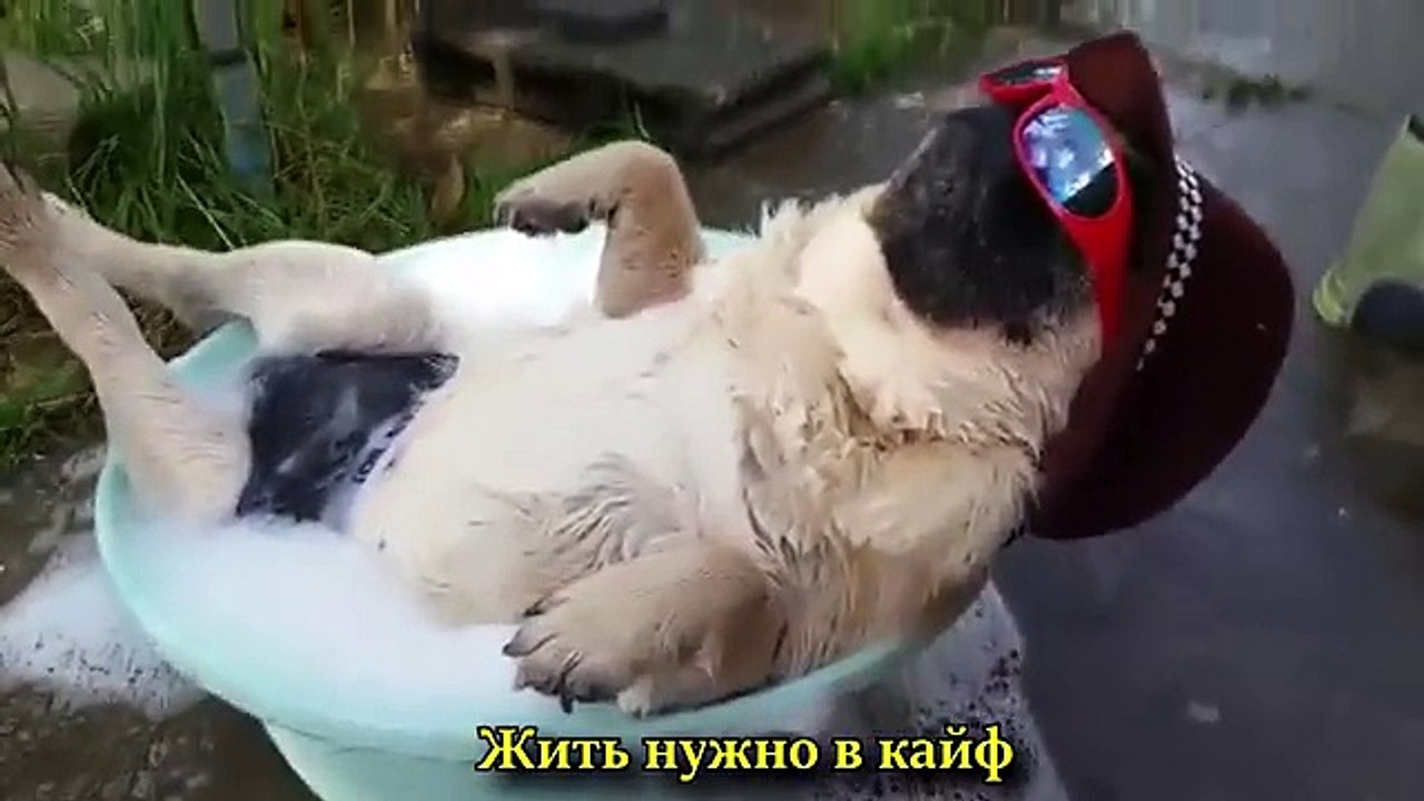 ЛУЧШИЕ ПРИКОЛЫ ДЕКАБРЬ 2016 Русские Приколы, Эт...