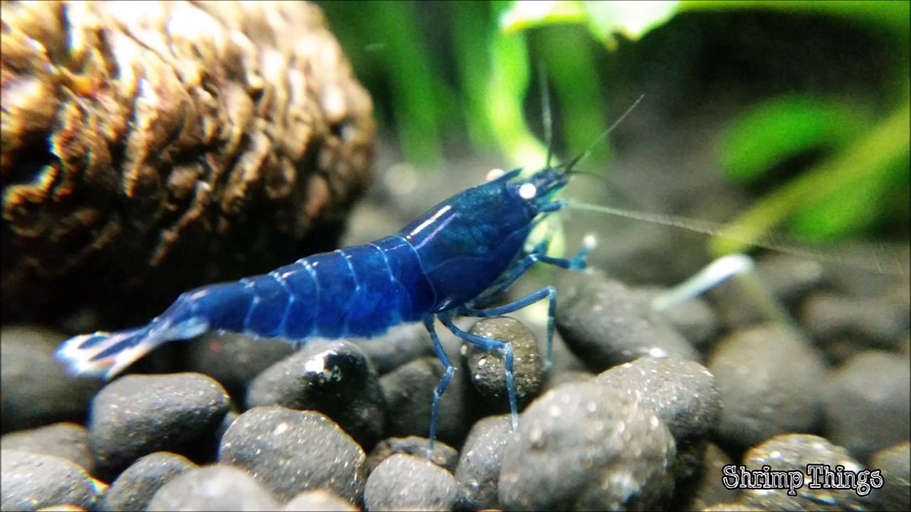 How to Set Up a Shrimp Tank & Shrimp Necessities video Dailymotion