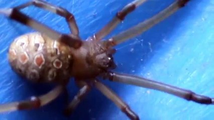 Spider brown widow  (Latrodectus geometricus)