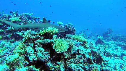 THE GREAT BARRIER REEF | National Pride Face Awards ANZ Challenge #1