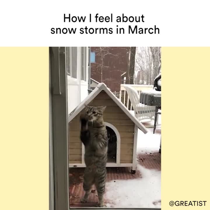 Snow Storm