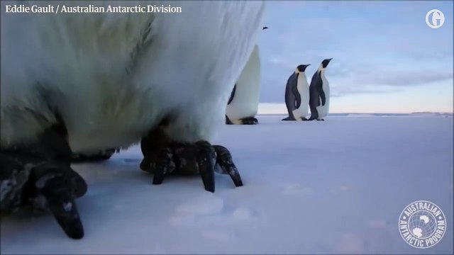 Bird's-eye view_ penguins take a selfie