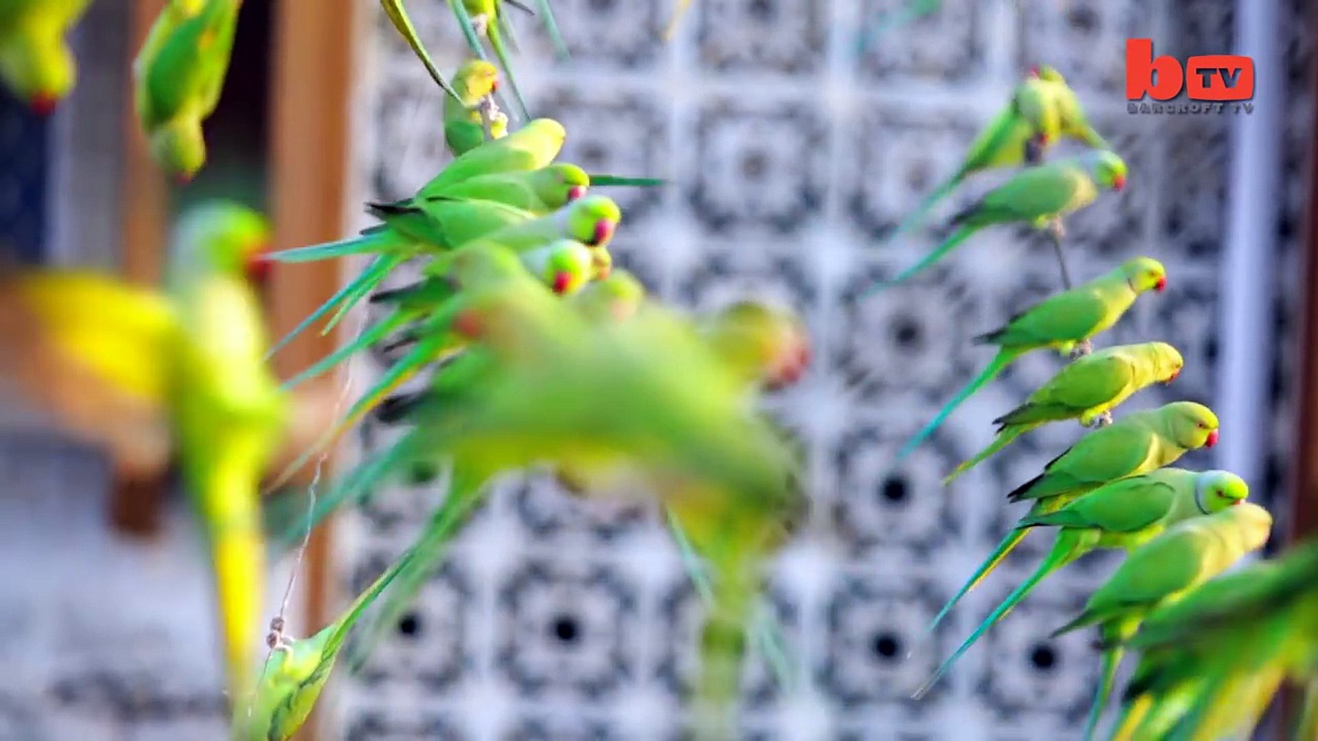 ⁣India’s ‘Birdman’ Feeds 4,000 Parakeets A Day