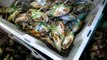 Jakarta Street Food 864 10.000 Black Pepper Crab Kepiting Lada Hitam Ceban BR TiVi 5665