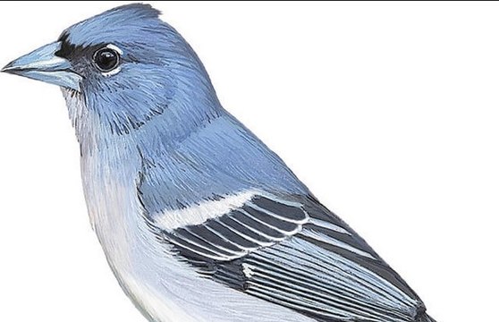 Did you know that BIRDS CAN BE EVEN FUNNIER THAN CATS - Funny ANIMAL compilation