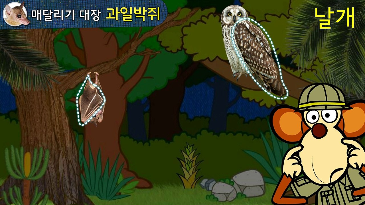 과일박쥐(Megabats) | 생생자연도감 | 어린이 자연관찰 Kids Science | 과학동화